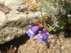 yosemitefalls132_small.jpg