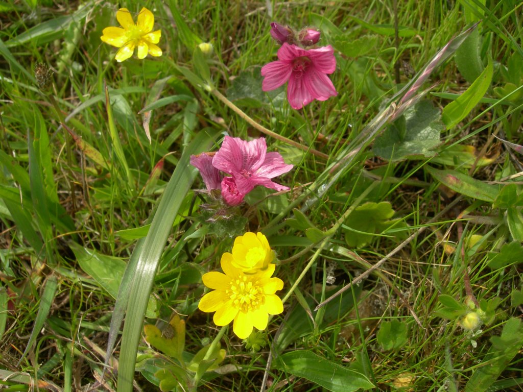 chimneyrock013.jpg