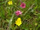 chimneyrock013_small.jpg