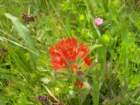 chimneyrock014_small.jpg