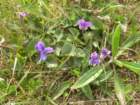 chimneyrock018_small.jpg