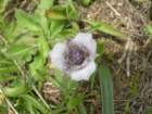chimneyrock042_small.jpg