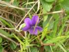 chimneyrock053_small.jpg