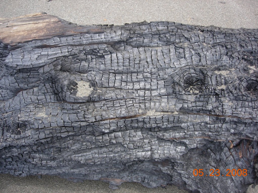 lostcoast2008_103.jpg