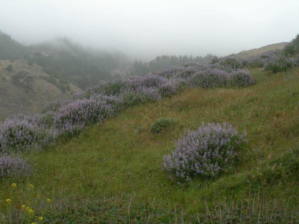 lostcoast2008_178.jpg