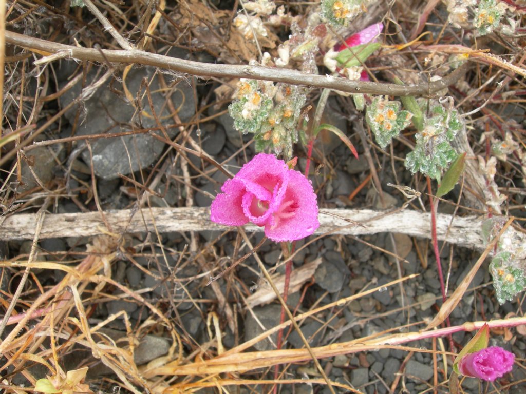 lostcoast2008_222.jpg