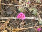 lostcoast2008_222_small.jpg
