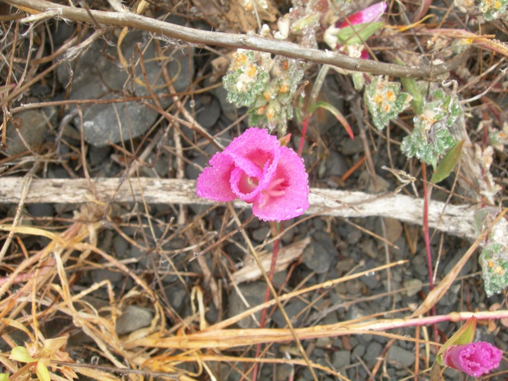 lostcoast2008_223.jpg