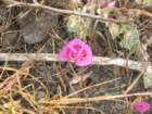 lostcoast2008_223_small.jpg