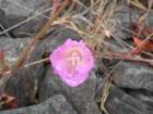 lostcoast2008_236_small.jpg