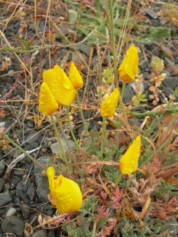 lostcoast2008_244.jpg