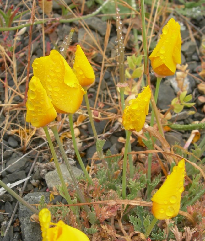 lostcoast2008_244_cropped.jpg