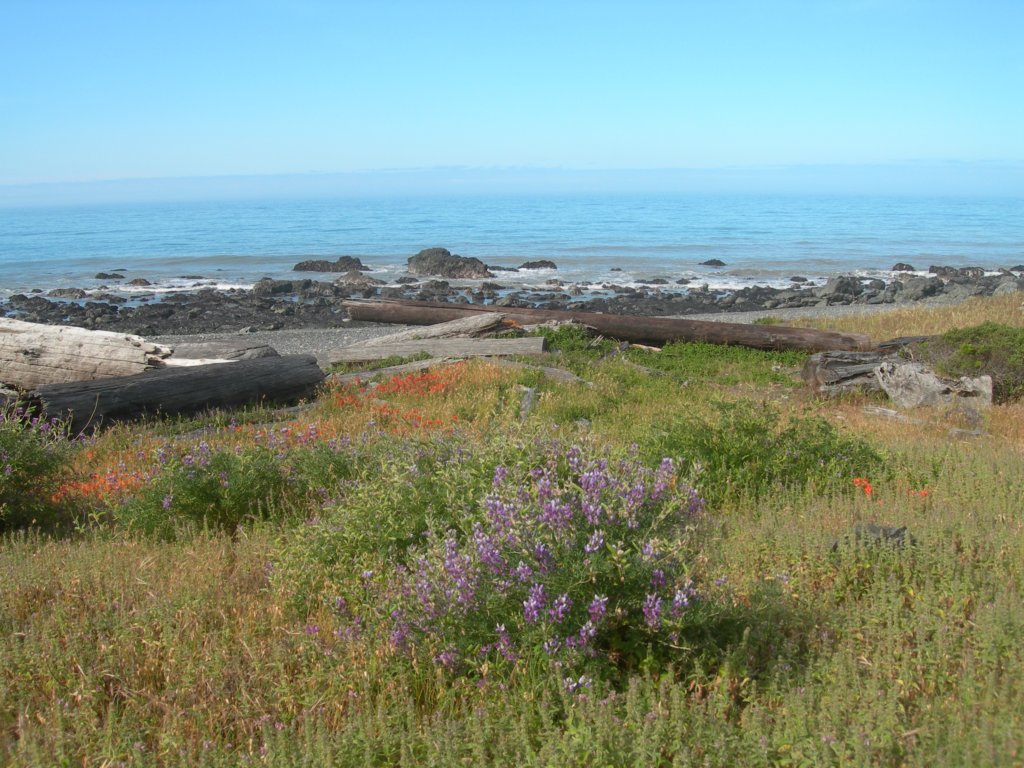 lostcoast2008_339.jpg