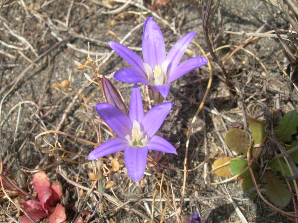 lostcoast2008_413.jpg