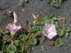 lostcoast2008_414_small.jpg