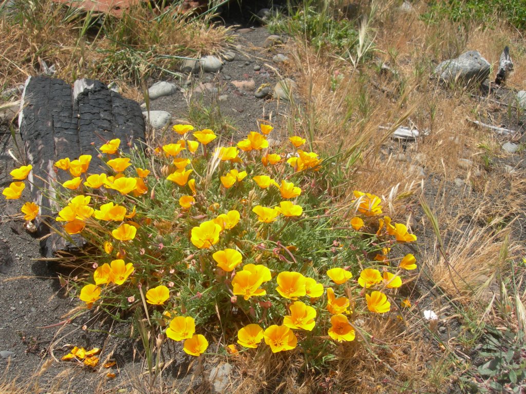 lostcoast2008_417.jpg
