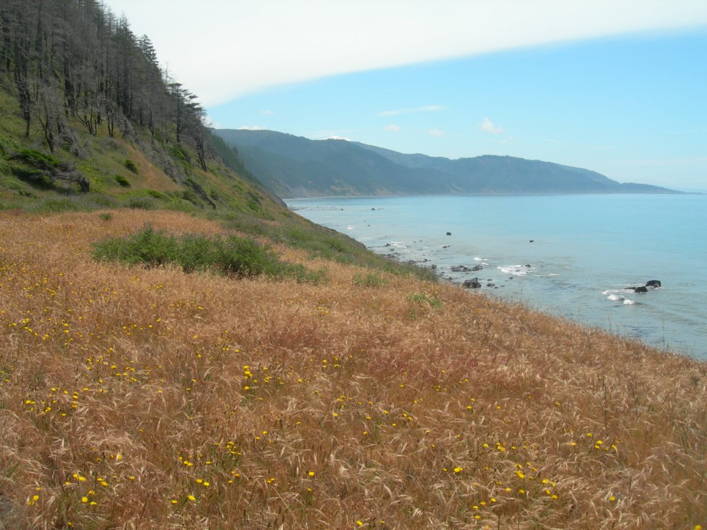 lostcoast2008_423.jpg