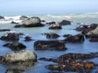 lostcoast2008_43_small.jpg