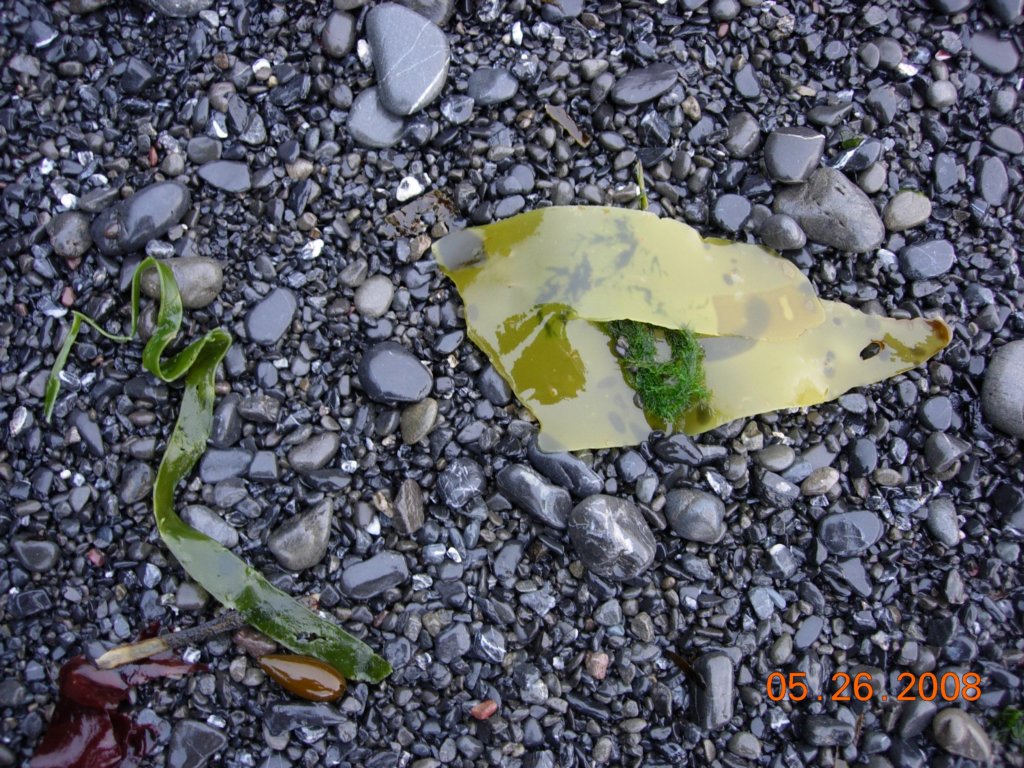 lostcoast2008_487.jpg