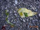 lostcoast2008_487_small.jpg