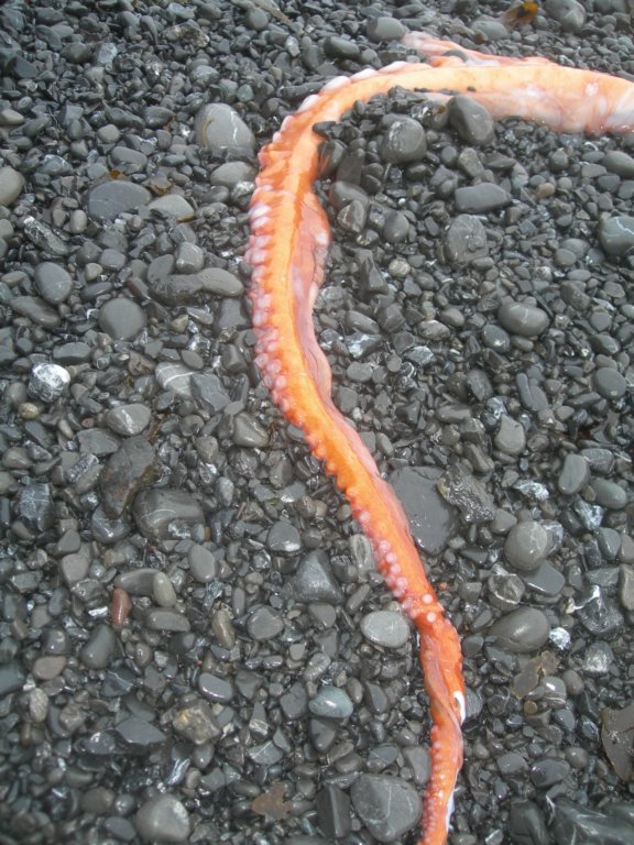 lostcoast2008_501.jpg