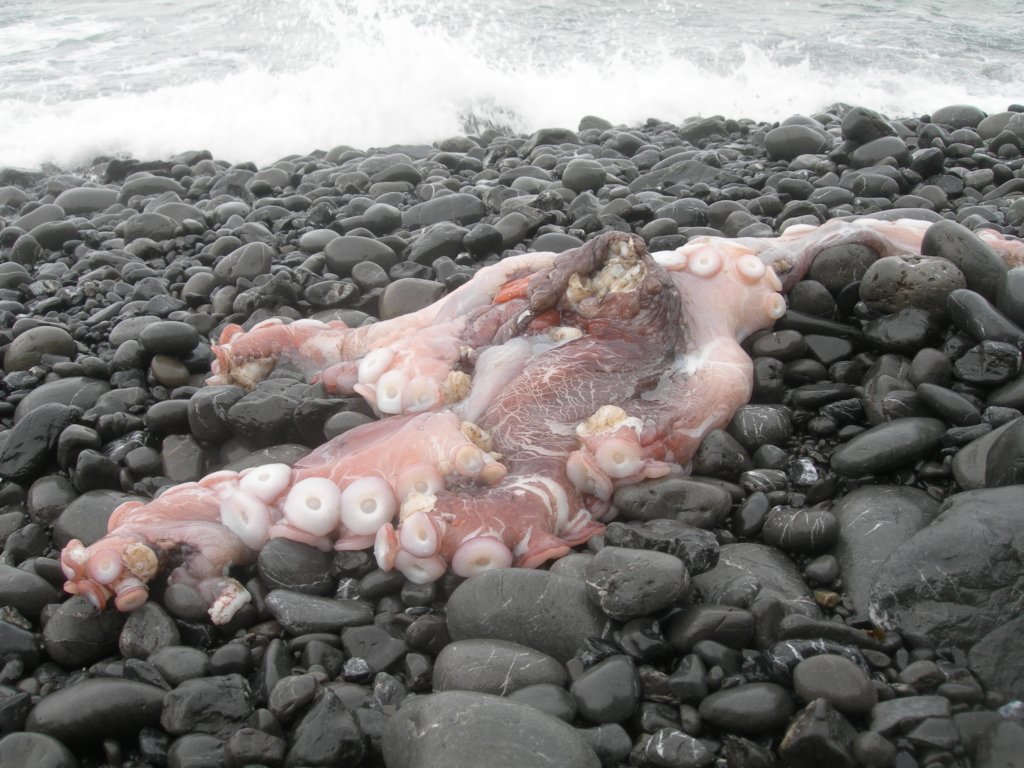 lostcoast2008_508.jpg