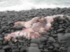 lostcoast2008_508_small.jpg