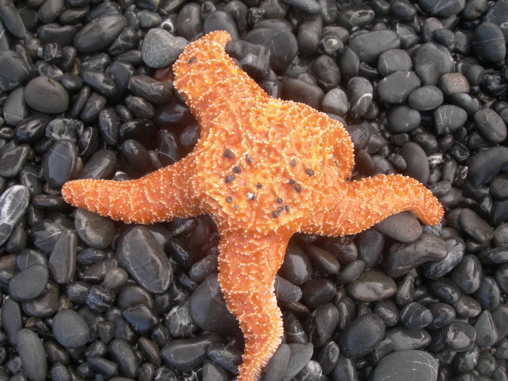 lostcoast2008_530.jpg