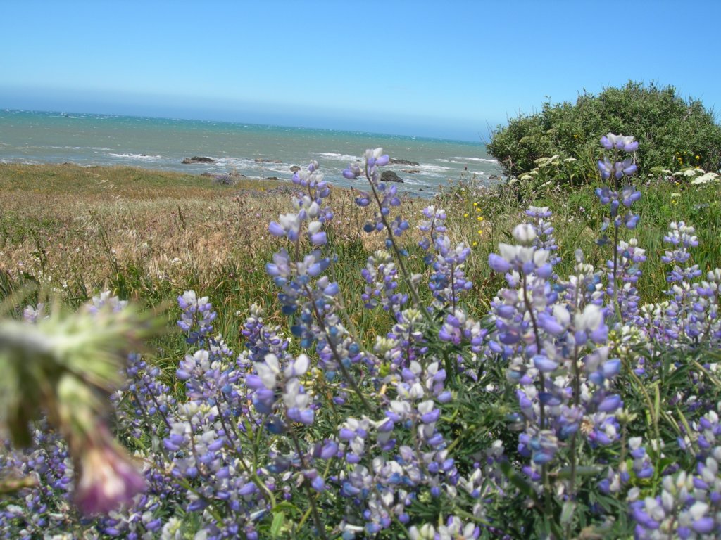 lostcoast2008_54.jpg
