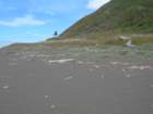 lostcoast2008_68_small.jpg