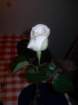 dscn7478_small.jpg