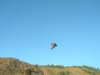 wildcat060_small.jpg
