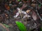 muirwoods025_small.jpg