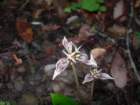 muirwoods027_small.jpg