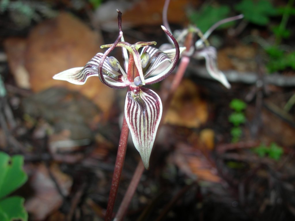 muirwoods029.jpg