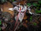muirwoods030_small.jpg