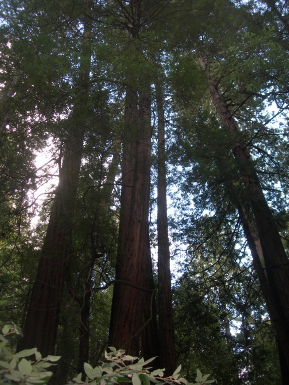 muirwoods033.jpg