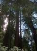 muirwoods033_small.jpg