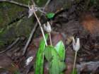 muirwoods035_small.jpg