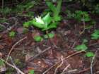 muirwoods038_small.jpg