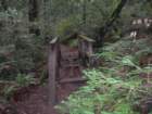 muirwoods039_small.jpg