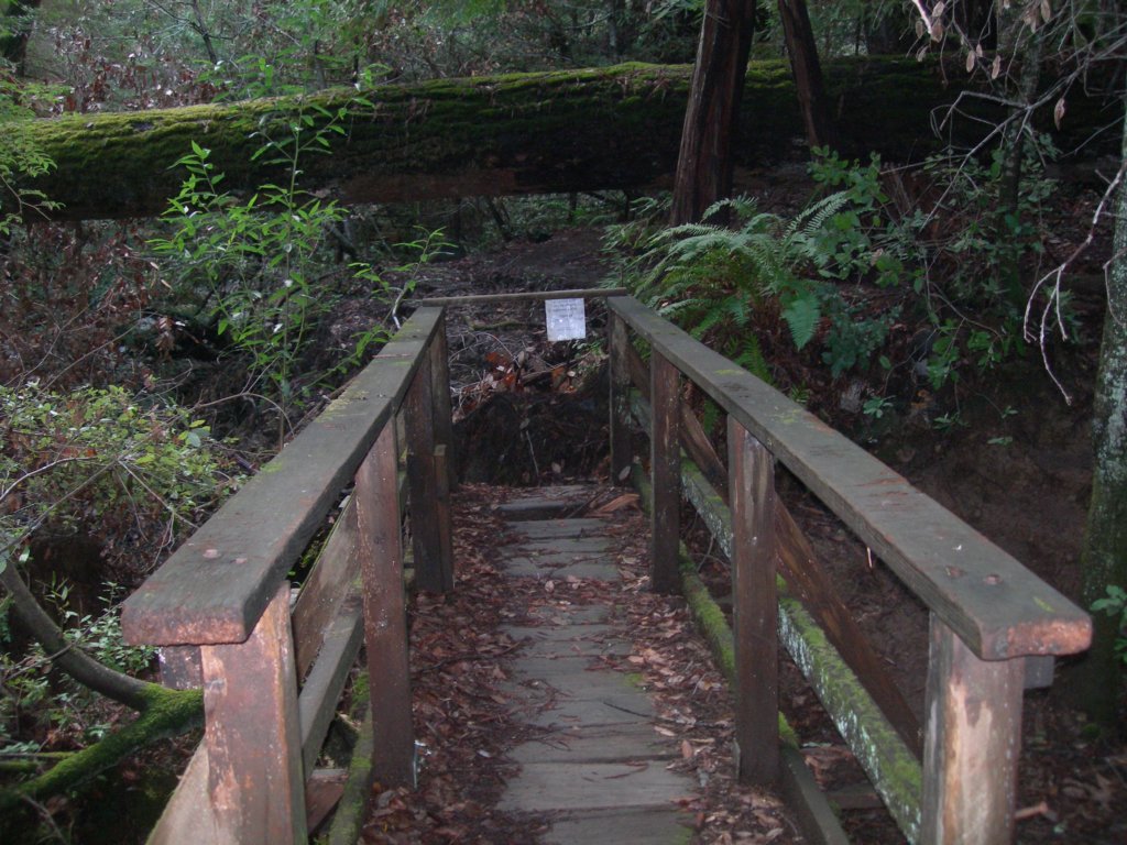 muirwoods041.jpg