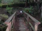 muirwoods041_small.jpg