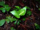 muirwoods046_small.jpg