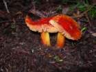 muirwoods049_small.jpg