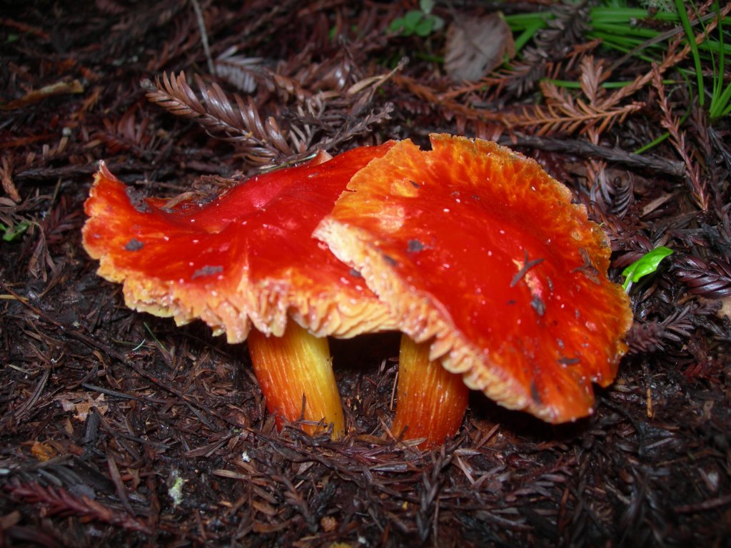 muirwoods050.jpg