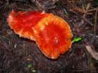 muirwoods051_small.jpg