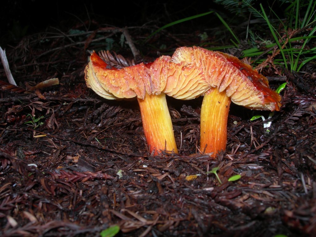 muirwoods052.jpg