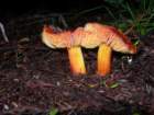 muirwoods052_small.jpg