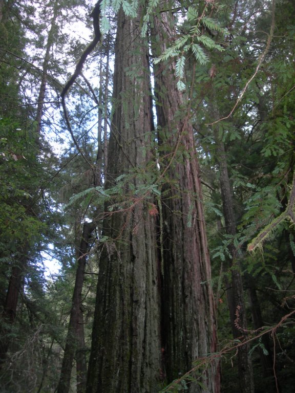 muirwoods054.jpg